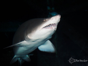 taken at the Aquarium of the Americas by Patricia Sinclair 